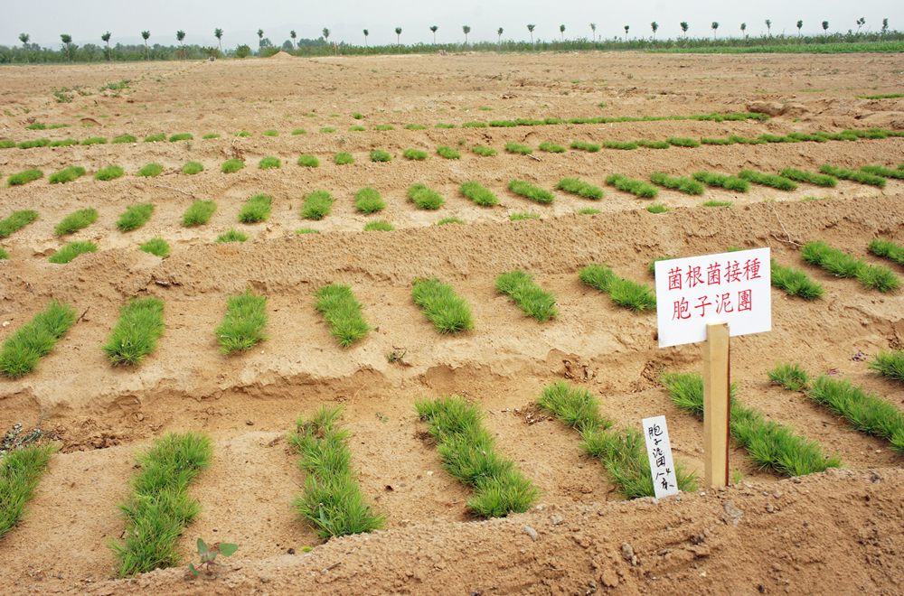 白登苗圃(2011年7月)の写真