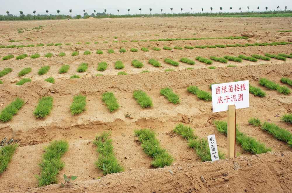 白登苗圃（2011年7月）の写真