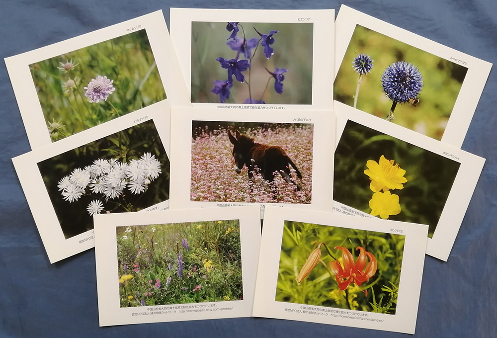 黄土高原の花の絵葉書の写真